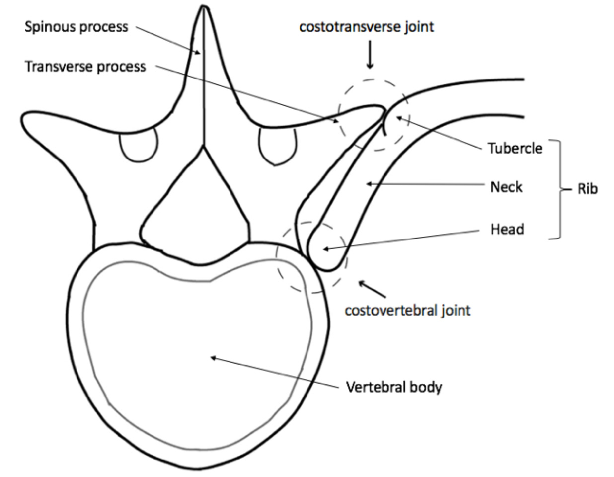 Illustration of the shoulder girdle