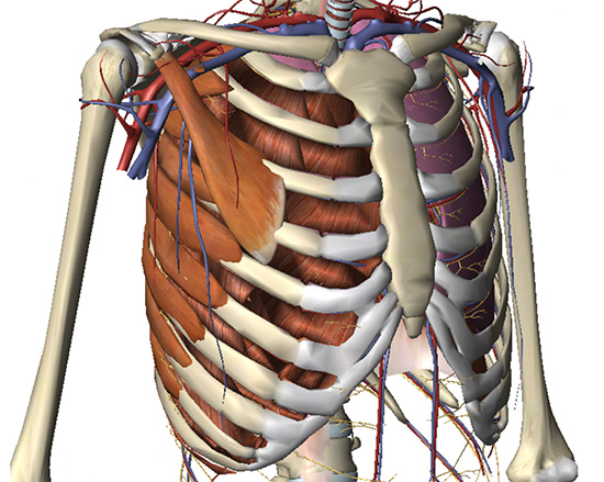 The chest wall showing the bony skeleton, cartilage, muscle attachments & blood supply