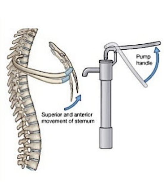 Pump-handle is a movement of the ribs that results in a change in the anteroposterior diameter of the thorax