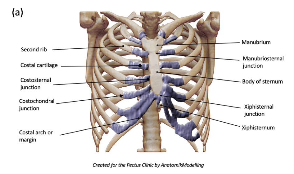 Anterior and lateral chest wall structures