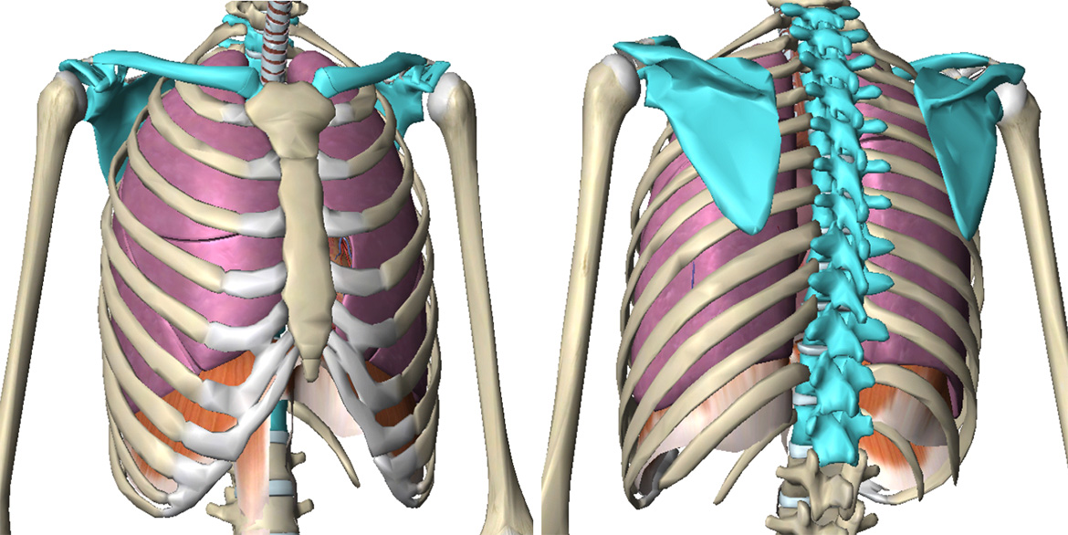 Illustration of the shoulder girdle