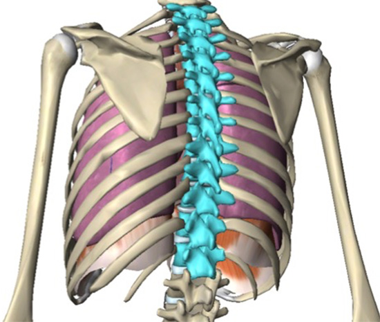 Thoracic vertebrae