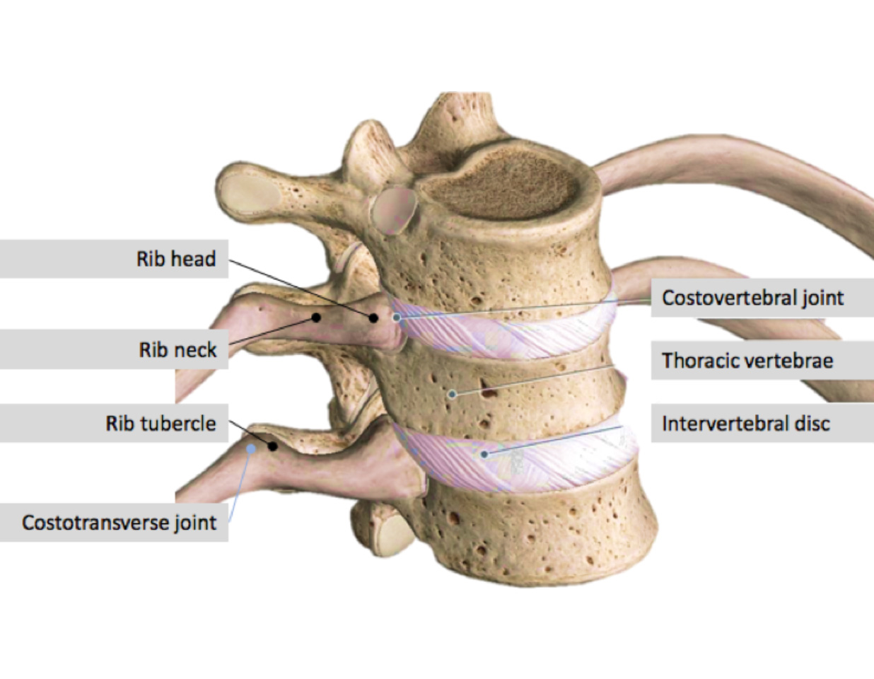 Vertebrae-rib complex showing the costovertebral joint
