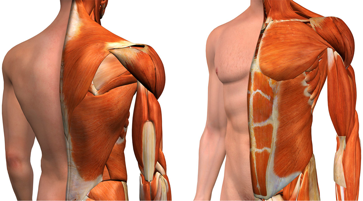 Causes of musculoskeletal thoracic spine pain