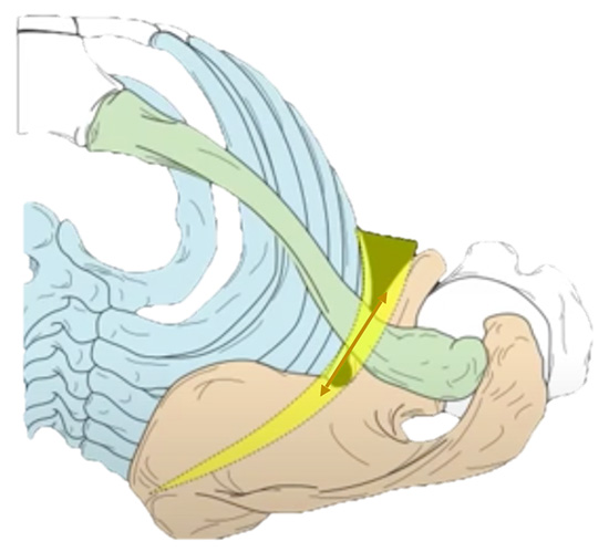 Scapulothoracic joint