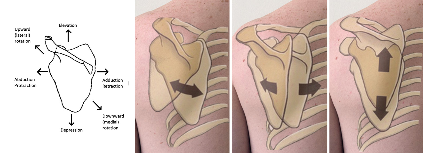 Scapulothoracic movements of the shoulder girdle
