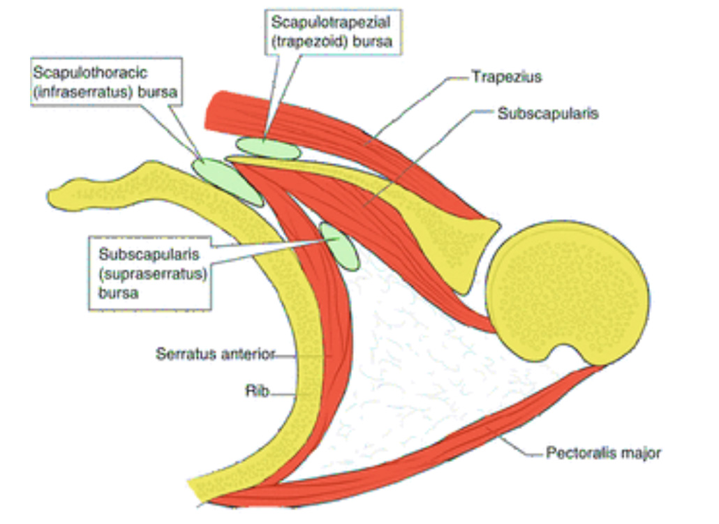 Cross section illustration showing bursa that can become inflamed