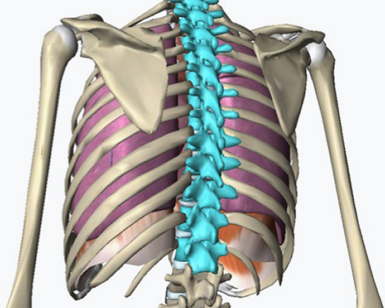 Skeleton Chest Back