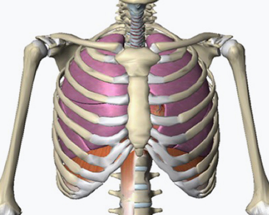 Skeleton Chest Front