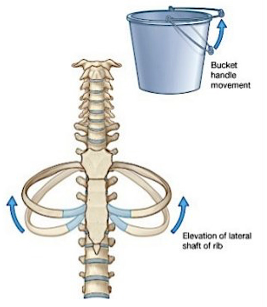 Bucket-handle is a movement of ribs that results in change in transverse diameter of the thorax