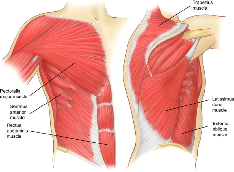 Large chest wall and abdominal muscles