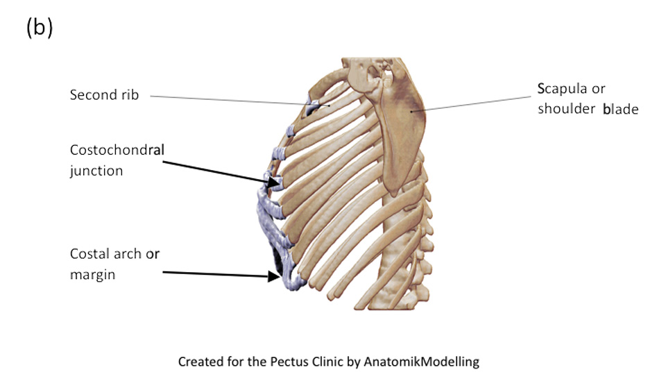 Anterior and lateral chest wall structures