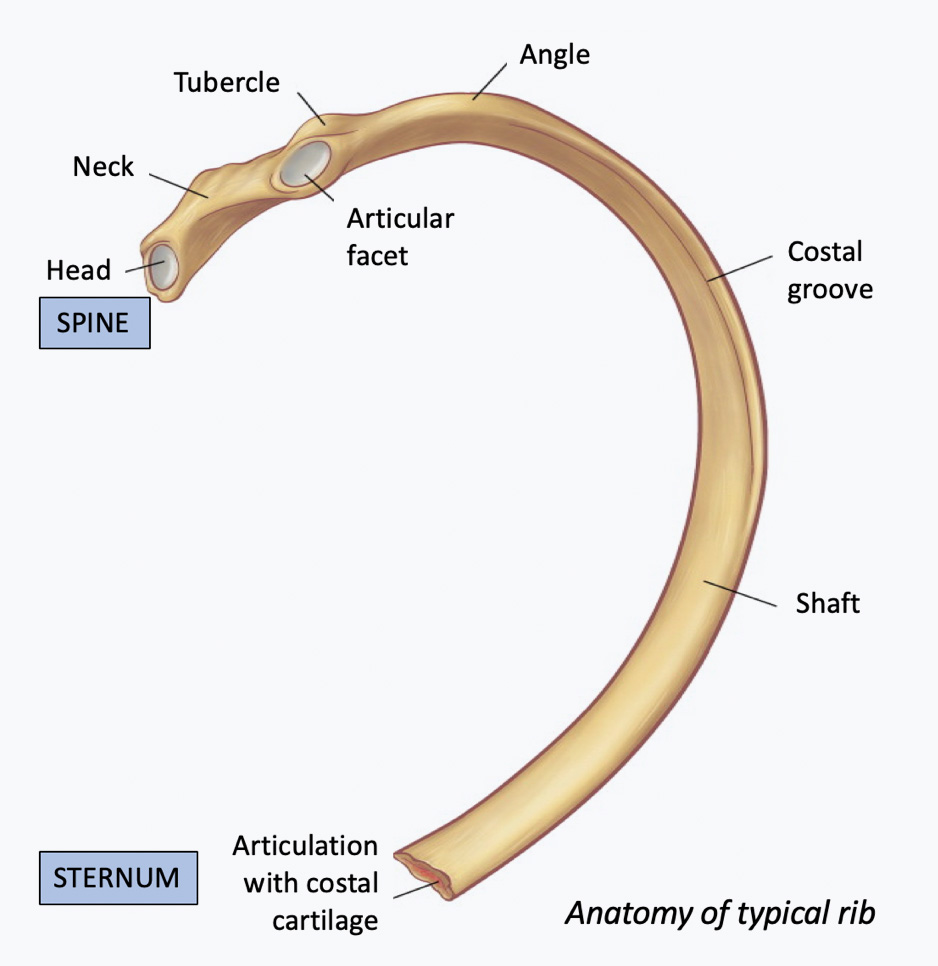 Anatomy of the typical rib