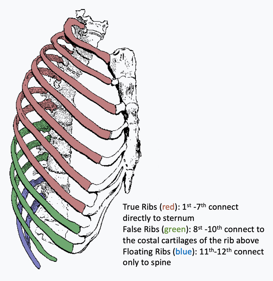 Rib cage showing muscles and blood vessels