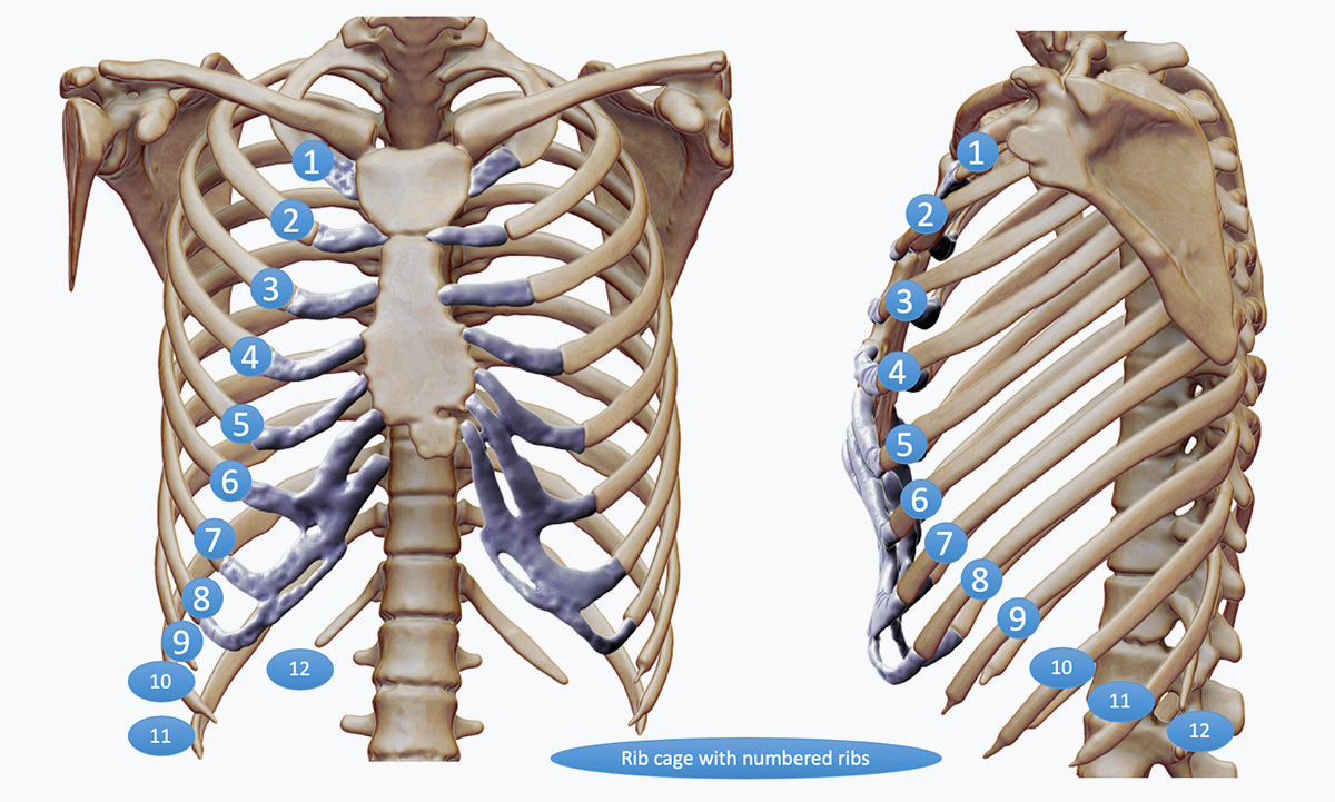 Bruised Rib Symptoms And Causes