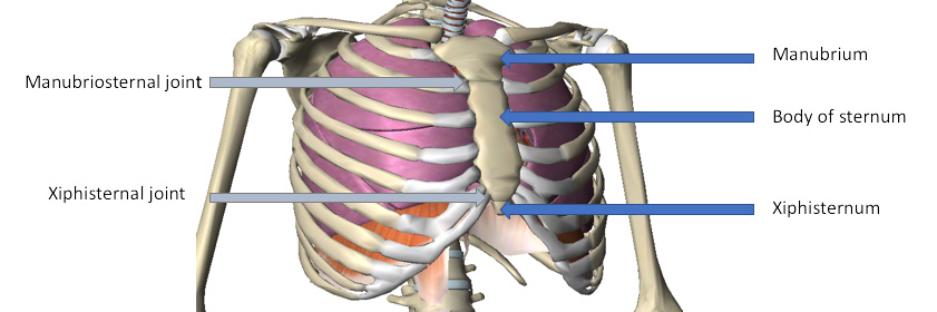 Anatomy of the sternum