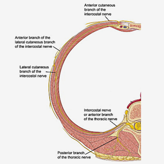 Course of intercostal nerve and its branches through chest wall