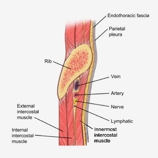 Cross section of chest wall