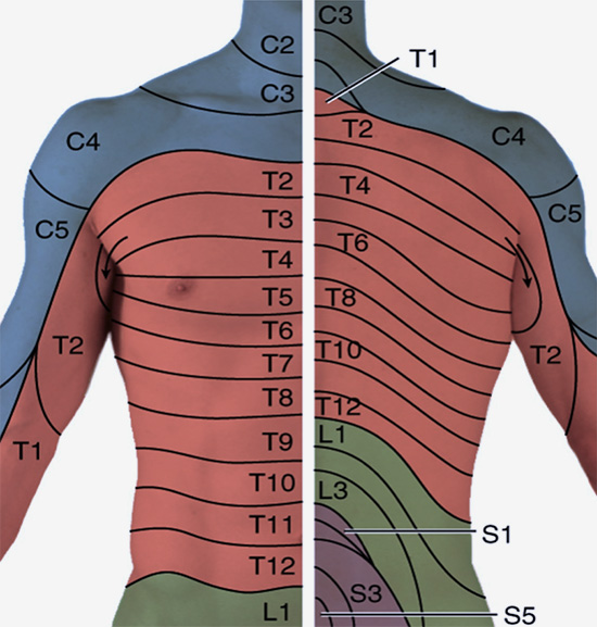 Thoracic dermatomes