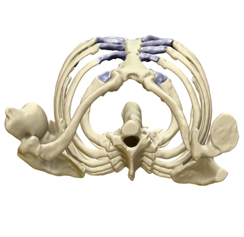 Diagnosis Chest Wall Skeleton Side View